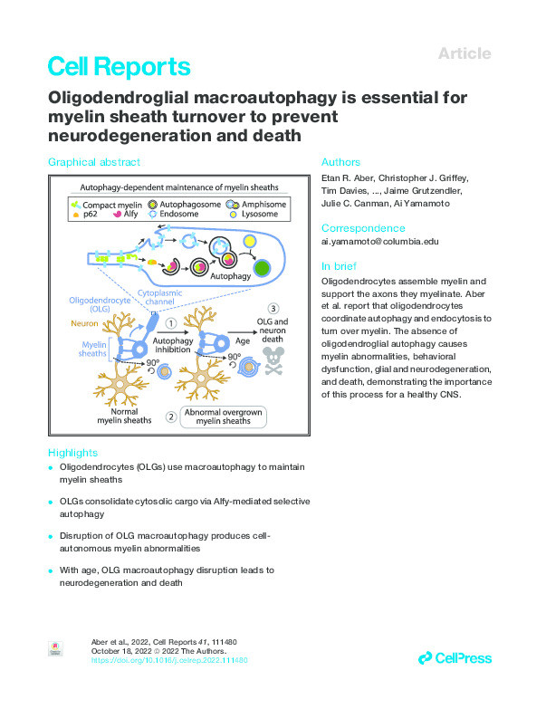 Oligodendroglial macroautophagy is essential for myelin sheath turnover to prevent neurodegeneration and death Thumbnail