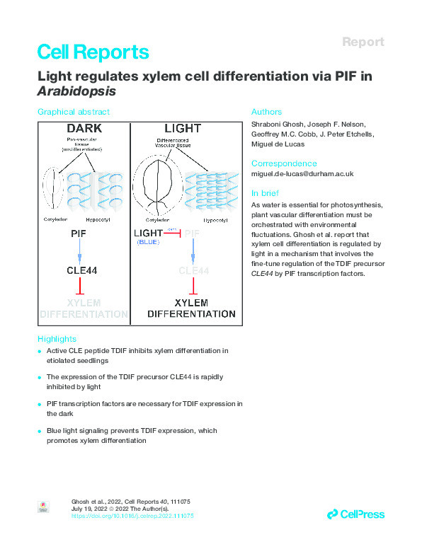 Light regulates xylem cell differentiation via PIF in Arabidopsis Thumbnail