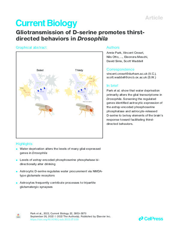 Gliotransmission of D-serine promotes thirst-directed behaviors in Drosophila Thumbnail