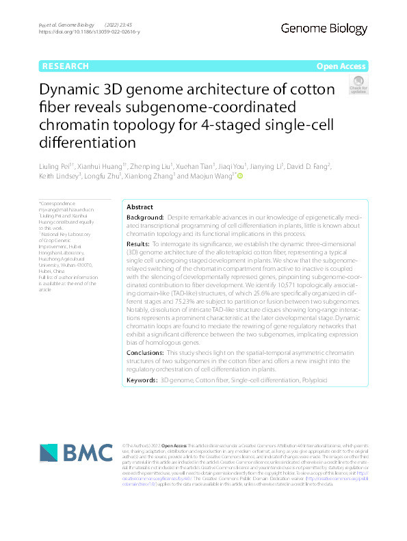 Dynamic 3D genome architecture of cotton fiber reveals subgenome-coordinated chromatin topology for 4-staged single-cell differentiation Thumbnail