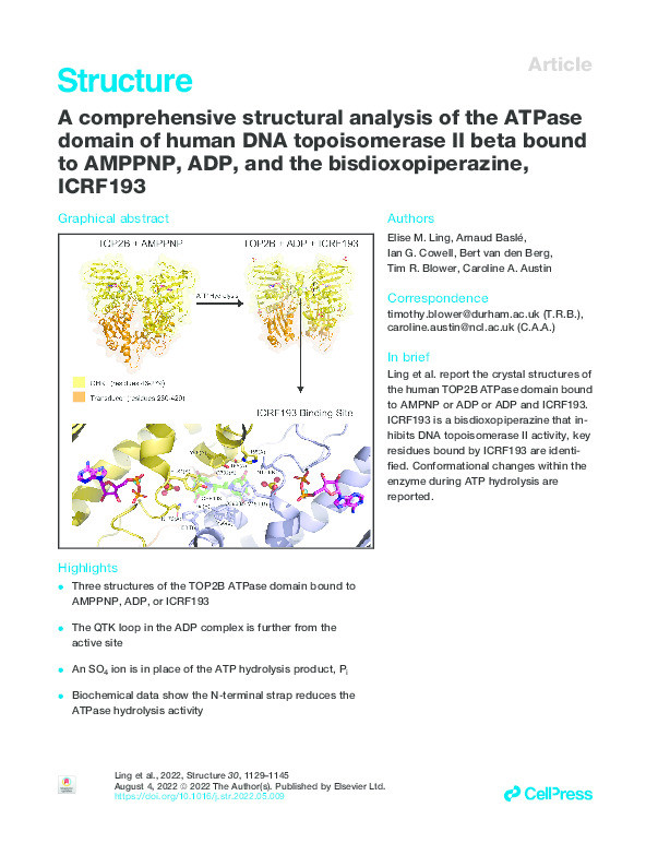 A comprehensive structural analysis of the ATPase domain of Human DNA topoisomerase II Beta bound to AMPPNP, ADP and the bisdioxopiperazine, ICRF193 Thumbnail