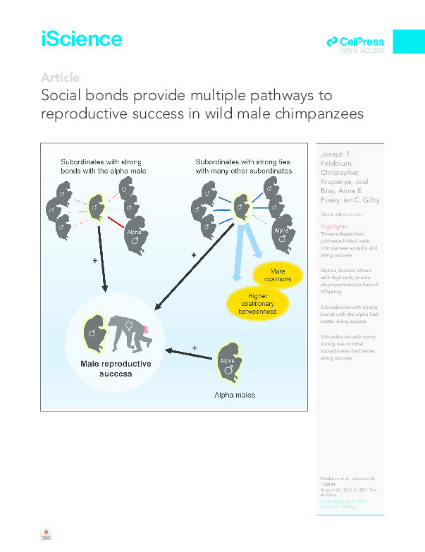 Social bonds provide multiple pathways to reproductive success in wild male chimpanzees Thumbnail