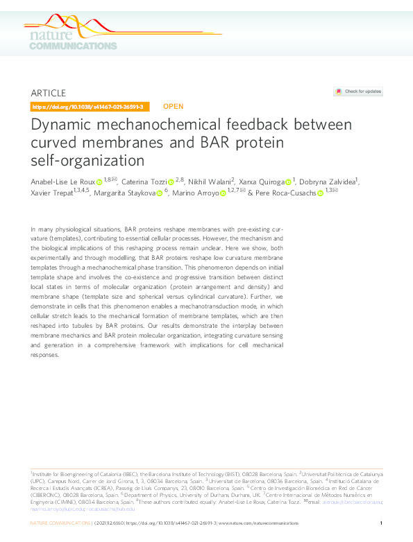 Dynamic Mechanochemical feedback between curved membranes and BAR protein self-organization Thumbnail
