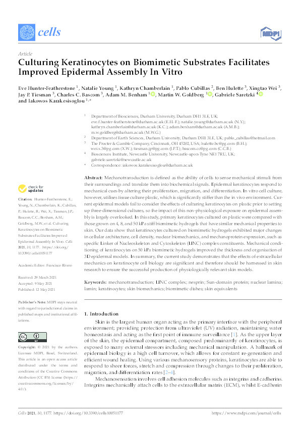 Culturing Keratinocytes on Biomimetic Substrates Facilitates Improved Epidermal Assembly In Vitro Thumbnail