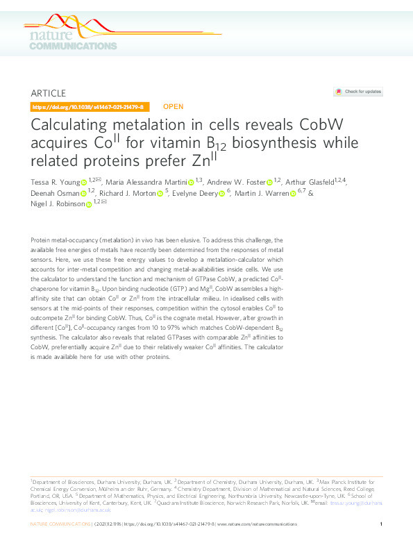 Calculating metalation in cells reveals CobW acquires Co(II) for vitamin B12 biosynthesis while related proteins prefer Zn(II) Thumbnail