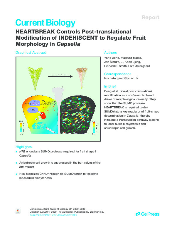 HEARTBREAK Controls Post-translational Modification of INDEHISCENT to Regulate Fruit Morphology in Capsella Thumbnail