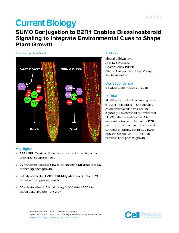 SUMO Conjugation to BZR1 Enables Brassinosteroid Signaling to Integrate Environmental Cues to Shape Plant Growth Thumbnail