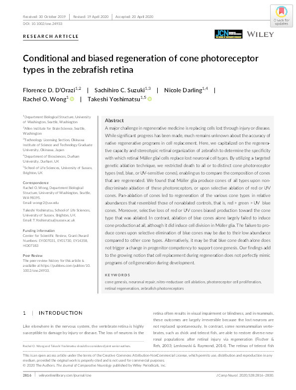 Conditional and biased regeneration of cone photoreceptor types in the zebrafish retina Thumbnail