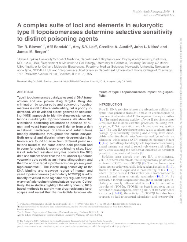 A complex suite of loci and elements in eukaryotic type II topoisomerases determine selective sensitivity to distinct poisoning agents Thumbnail
