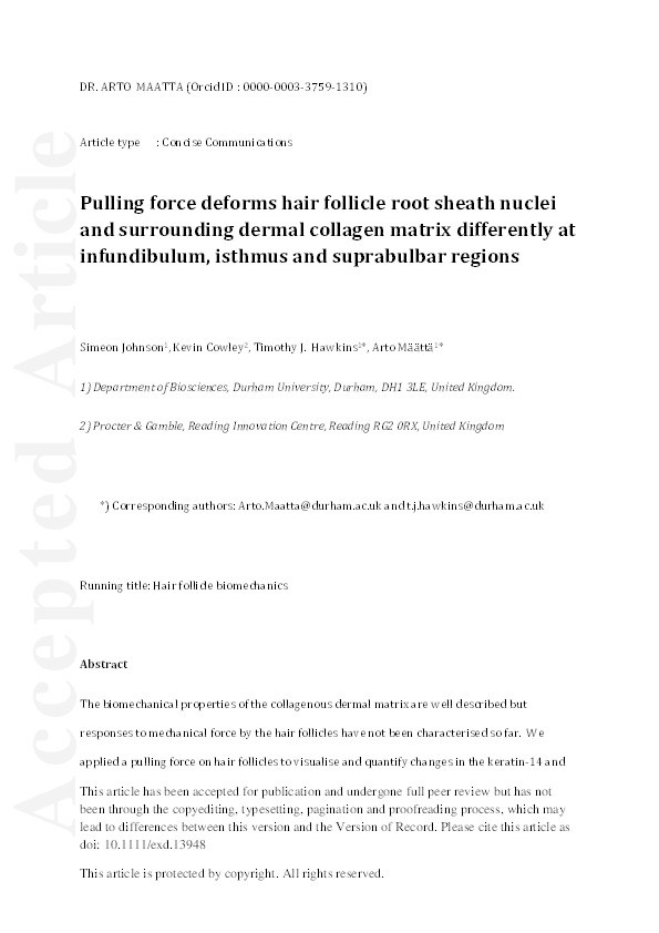 Pulling force deforms hair follicle root sheath nuclei and surrounding dermal collagen matrix differently at infundibulum, isthmus and suprabulbar regions Thumbnail