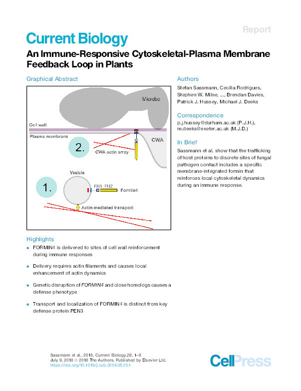 An Immune-Responsive Cytoskeletal-Plasma Membrane Feedback Loop in Plants Thumbnail