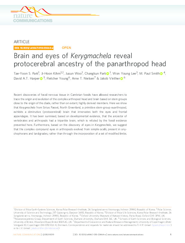 Brain and eyes of Kerygmachela reveal protocerebral ancestry of the panarthropod head Thumbnail