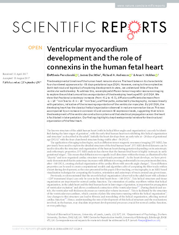 Ventricular myocardium development and the role of connexins in the human fetal heart Thumbnail