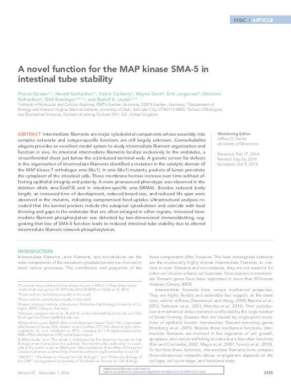 A novel function for the MAP kinase SMA-5 in intestinal tube stability Thumbnail