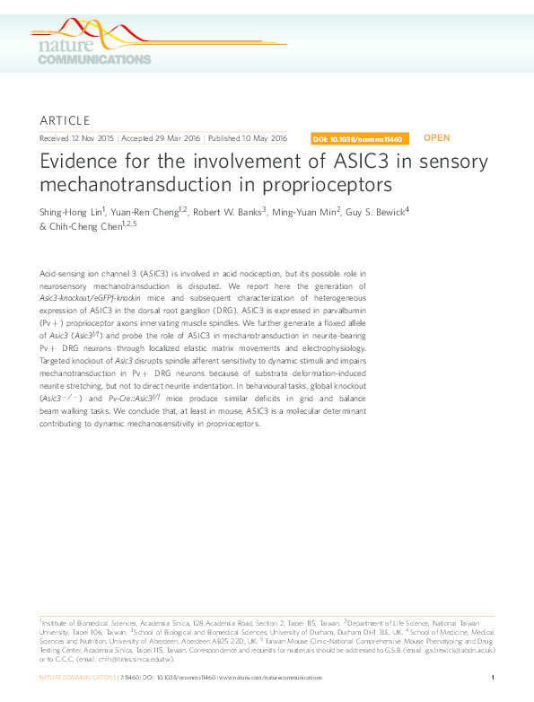 Evidence for the involvement of ASIC3 in sensory mechanotransduction in proprioceptors Thumbnail