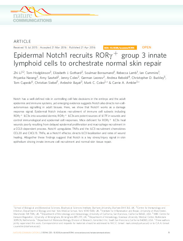 Epidermal Notch1 recruits RORgamma+ group 3 innate lymphoid cells to orchestrate normal skin repair Thumbnail