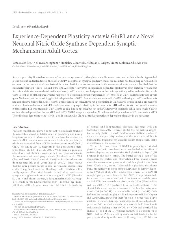 Experience-dependent plasticity acts via GluR1 and a novel neuronal nitric oxide synthase-dependent synaptic mechanism in adult cortex Thumbnail