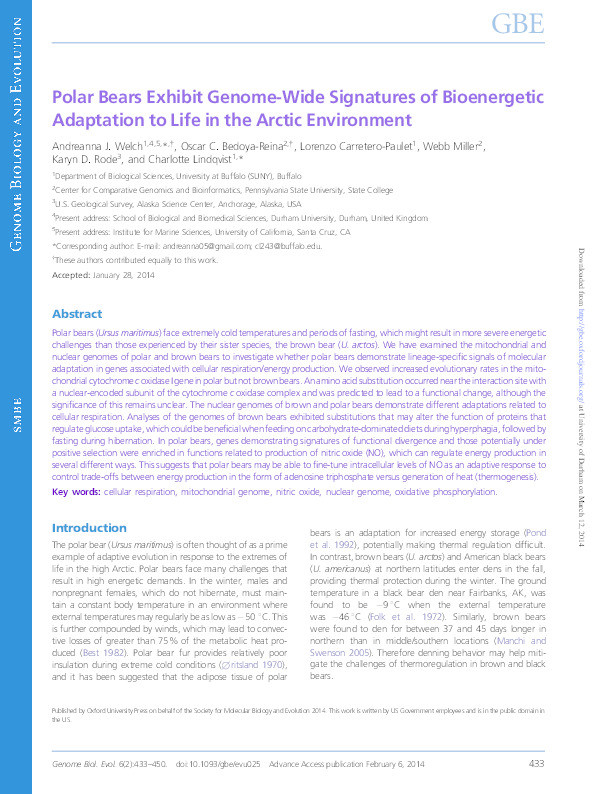 Polar Bears Exhibit Genome-Wide Signatures of Bioenergetic Adaptation to Life in the Arctic Environment Thumbnail