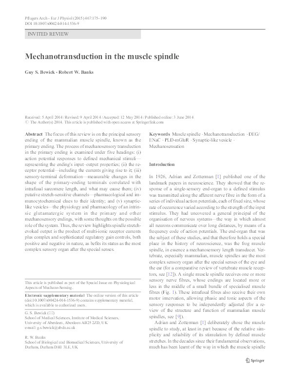 Mechanotransduction in the muscle spindle Thumbnail