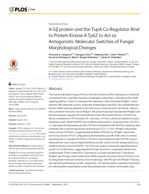 A Gβ protein and the TupA Co-Regulator Bind to Protein Kinase A Tpk2 to Act as Antagonistic Molecular Switches of Fungal Morphological Changes Thumbnail