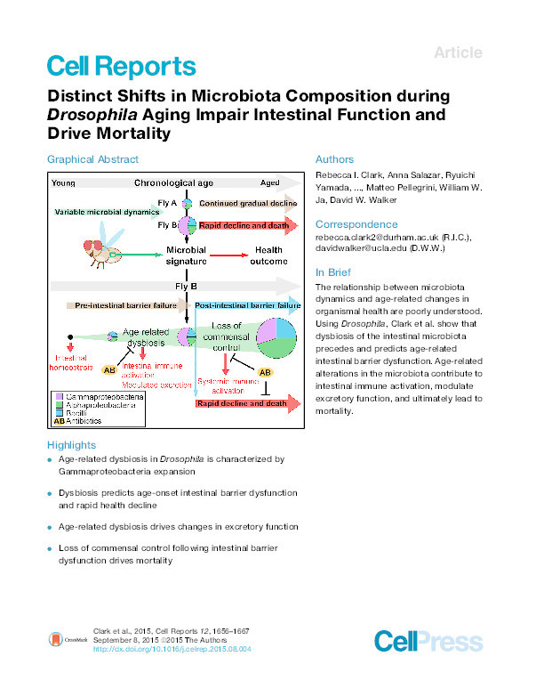 Distinct shifts in microbiota composition during Drosophila aging impair intestinal function and drive mortality Thumbnail