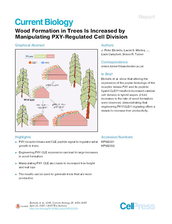 Wood Formation in Trees Is Increased by Manipulating PXY-Regulated Cell Division Thumbnail