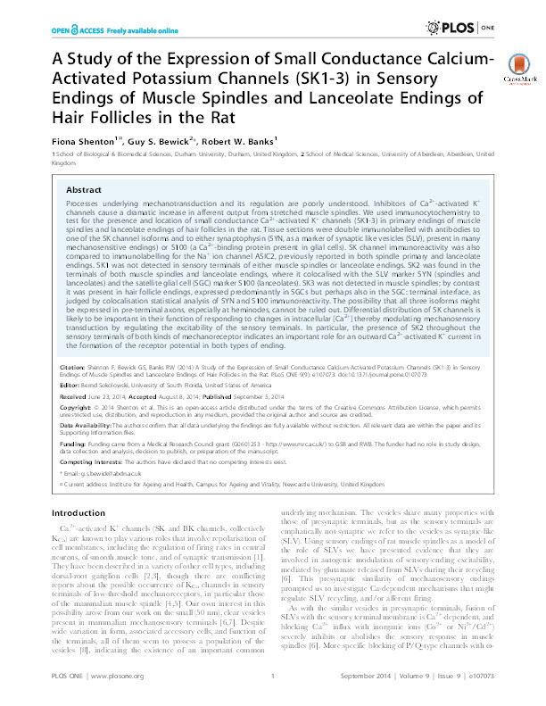 A study of the expression of small conductance calcium-activated potassium channels (SK1-3) in sensory endings of muscle spindles and lanceolate endings of hair follicles in the rat Thumbnail