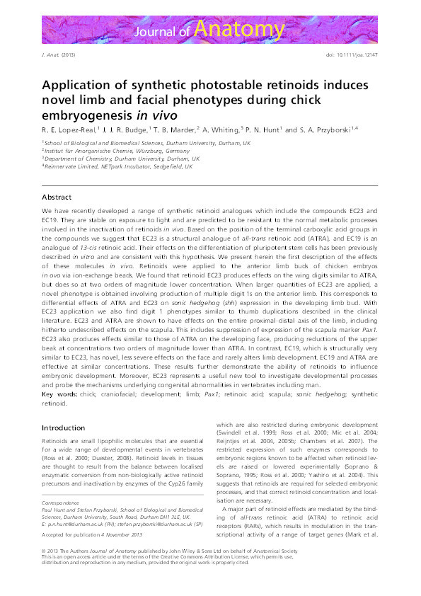 Application of Synthetic Photostable Retinoids Induces Novel Limb and Facial Phenotypes During Chick Embryogenesis In Vivo Thumbnail