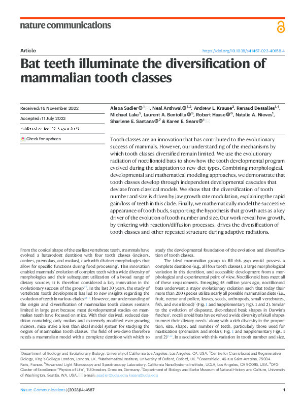 Bat teeth illuminate the diversification of mammalian tooth classes Thumbnail