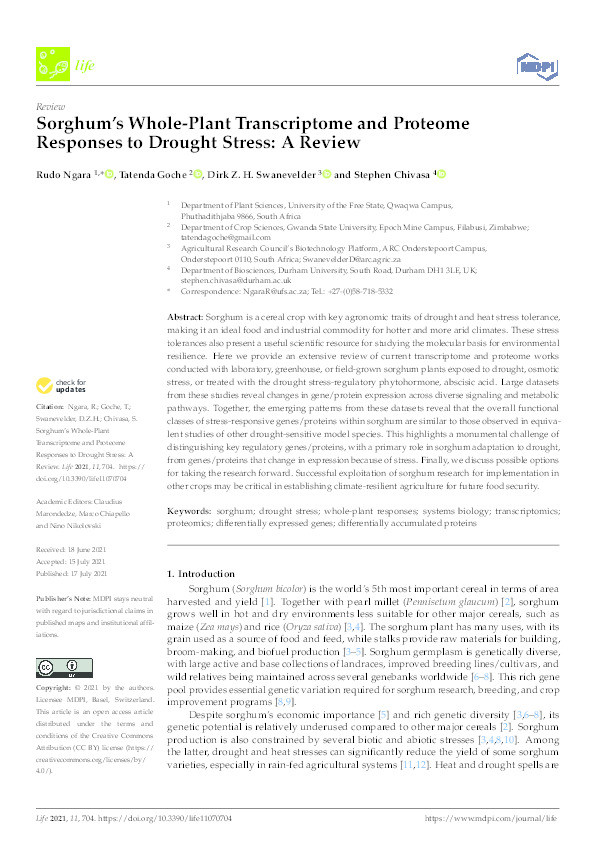 Sorghum’s Whole-Plant Transcriptome and Proteome Responses to Drought Stress: A Review Thumbnail