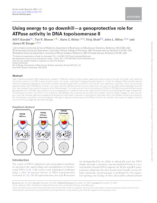 Using energy to go downhill—a genoprotective role for ATPase activity in DNA topoisomerase II Thumbnail