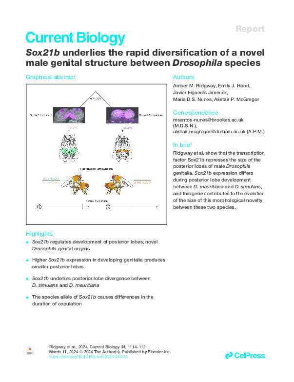 Sox21b underlies the rapid diversification of a novel male genital structure between Drosophila species Thumbnail