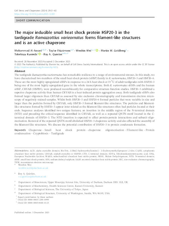 The major inducible small heat shock protein HSP20-3 in the tardigrade Ramazzottius varieornatus forms filament-like structures and is an active chaperone. Thumbnail