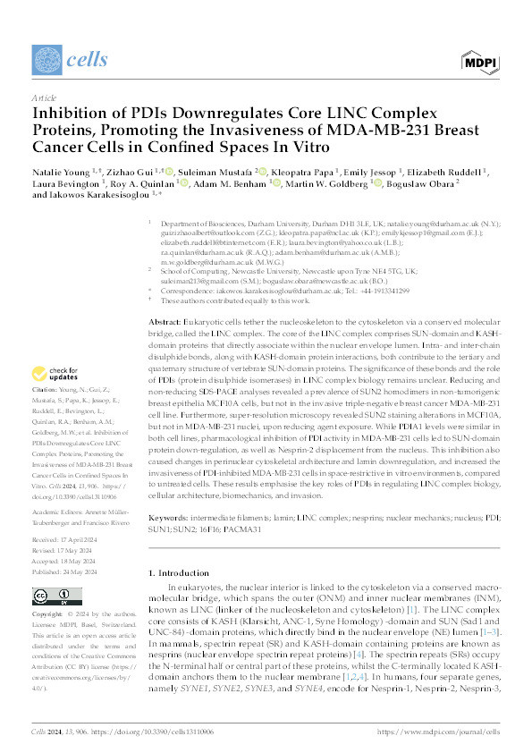 Inhibition of PDIs Downregulates Core LINC Complex Proteins, Promoting the Invasiveness of MDA-MB-231 Breast Cancer Cells in Confined Spaces In Vitro Thumbnail