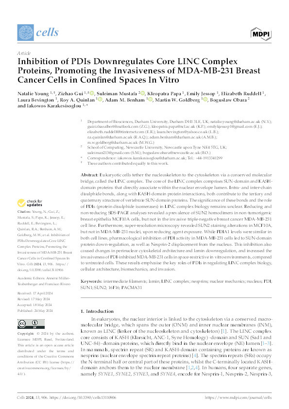 Inhibition of PDIs Downregulates Core LINC Complex Proteins, Promoting the Invasiveness of MDA-MB-231 Breast Cancer Cells in Confined Spaces In Vitro Thumbnail