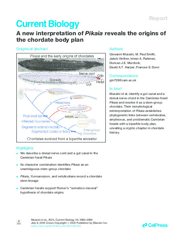 A new interpretation of Pikaia reveals the origins of the chordate body plan. Thumbnail