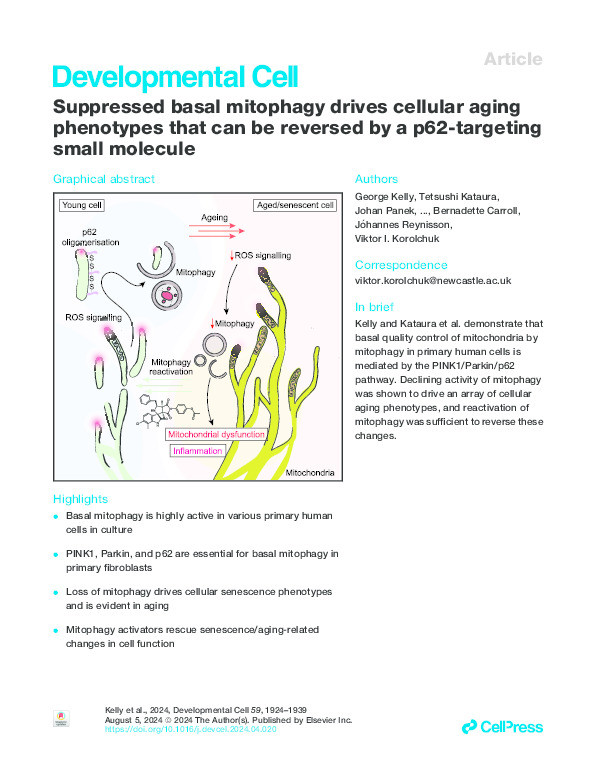 Suppressed basal mitophagy drives cellular aging phenotypes that can be reversed by a p62-targeting small molecule. Thumbnail