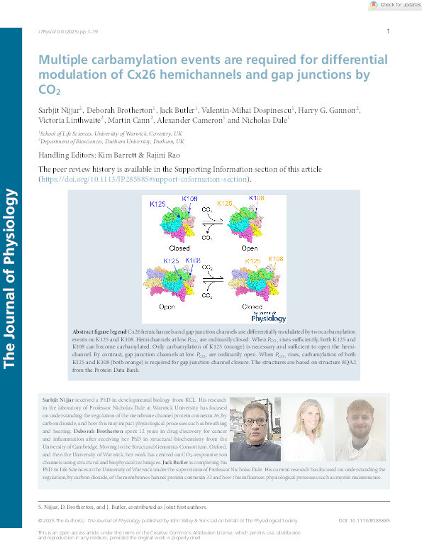 Multiple carbamylation events are required for differential modulation of Cx26 hemichannels and gap junctions by CO 2 Thumbnail